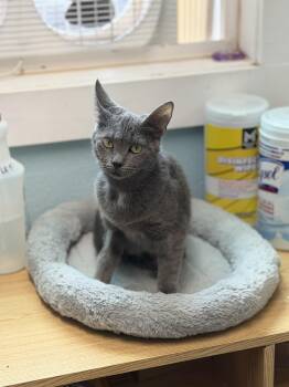 Sugar -  Domestic Short Hair Cat for Adoption in Warren, Ohio - Sugar | PetCurious