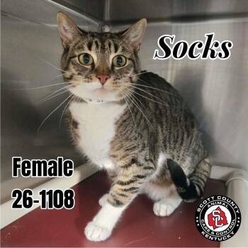 Socks -  Domestic Short Hair Cat for Adoption in Georgetown, Kentucky - Socks | PetCurious