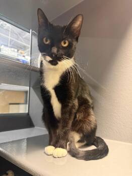 Domestic Short Hair Cats Available for Adoption - Sugar KPS | PetCurious