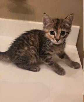 Firefly -  Domestic Medium Hair Cat for Adoption in Glocester, Rhode Island - Firefly | PetCurious