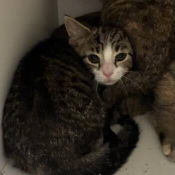 Canyon -  Domestic Short Hair Cat for Adoption in Jeffersonville, Indiana - Canyon | PetCurious