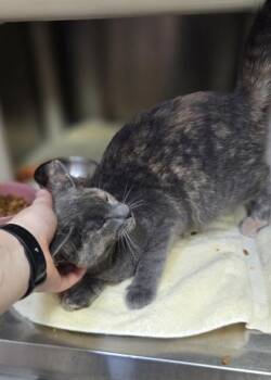 Honeybee -  Domestic Short Hair Cat for Adoption in Westland, Michigan - Honeybee | PetCurious