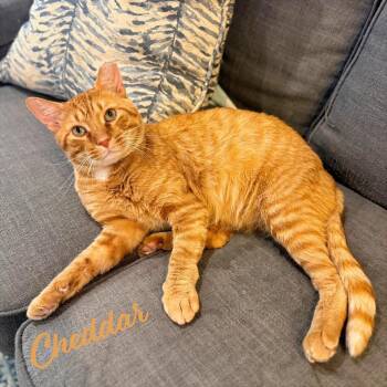 Tabby Cats Available for Adoption in Houston, Texas - Cheddar #more-to-hug | PetCurious
