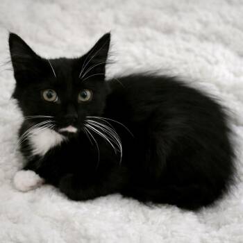 Whiskey -  Tuxedo Cat for Adoption in Bethel, Connecticut - Whiskey | PetCurious