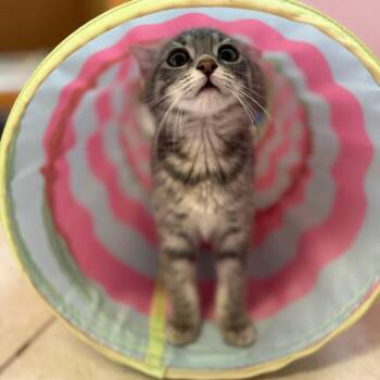 Alps -  Domestic Short Hair Cat for Adoption in Fenton, Michigan - Alps | PetCurious