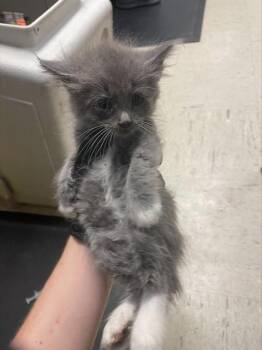 A378532 -  Domestic Long Hair Cat for Adoption in Stockton, California - A378532 | PetCurious