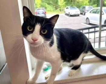 Rescue Domestic Short Hair Cats for Adoption in Annapolis, Maryland - Chetney Blake | PetCurious