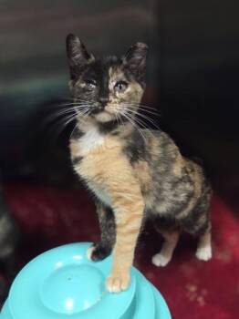 Para Sail -  Domestic Short Hair Cat for Adoption in Westland, Michigan - Para Sail | PetCurious