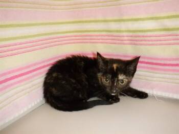 MARGAERY -  Domestic Short Hair Cat for Adoption in San Jose, California - MARGAERY | PetCurious