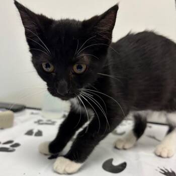 Wanda -  Domestic Short Hair Cat for Adoption in Nashville, Tennessee - Wanda | PetCurious
