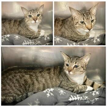 Vincent -  Domestic Short Hair Cat for Adoption in New York, New York - Vincent | PetCurious