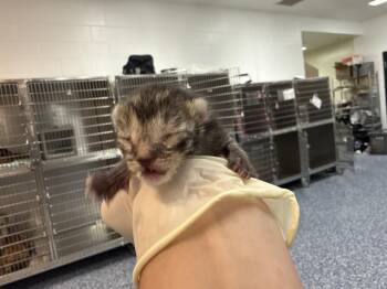 A1925093 -  Domestic Short Hair Cat for Adoption in Thousand Palms, California - A1925093 | PetCurious
