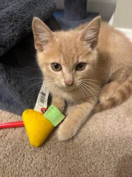 *Galileo -  Domestic Short Hair Cat for Adoption in Newnan, Georgia - *Galileo | PetCurious