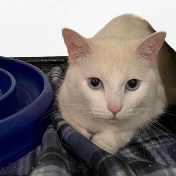 Lulu 7986 -  Domestic Short Hair Cat for Adoption in Boca Raton, Florida - Lulu 7986 | PetCurious