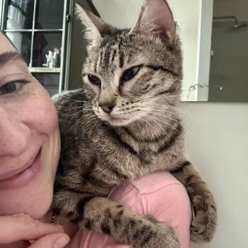 Domestic Short Hair Cats Available for Adoption in Philadelphia, Pennsylvania - Pudding | PetCurious