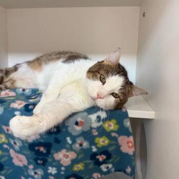 Franky -  Domestic Short Hair Cat for Adoption in Council Bluffs, Iowa - Franky | PetCurious