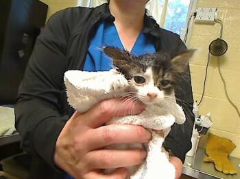 FONTINELLA -  Domestic Long Hair and Domestic Short Hair Cat for Adoption in Cookeville, Tennessee - FONTINELLA | PetCurious