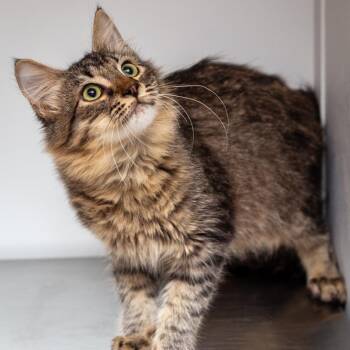 Graham -  Domestic Medium Hair and Domestic Short Hair Cat for Adoption in Hattiesburg, Mississippi - Graham | PetCurious