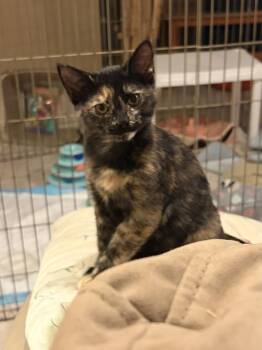 Rescue Domestic Short Hair and Tortoiseshell Cats for Adoption in Lemont, Illinois - Gypsy | PetCurious