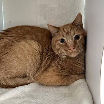 Domestic Medium Hair Cats Available for Adoption - Theo | PetCurious