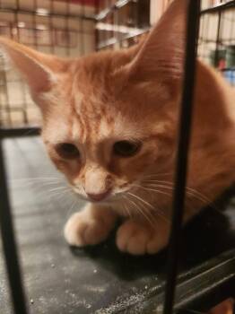 Sammy -  Domestic Short Hair Cat for Adoption in Lewis Center, Ohio - Sammy | PetCurious