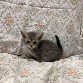 Natasha Romanoff -  Domestic Short Hair Cat for Adoption in Los Angeles, California - Natasha Romanoff | PetCurious