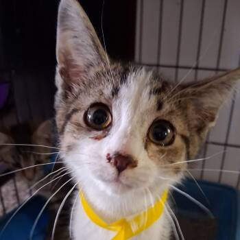 Ernie -  Domestic Short Hair Cat for Adoption in Avon, New York - Ernie | PetCurious
