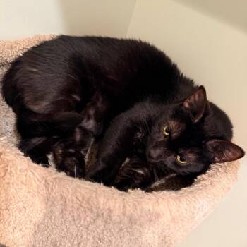 Silas -  Domestic Short Hair Cat for Adoption in Saint Charles, Missouri - Silas | PetCurious