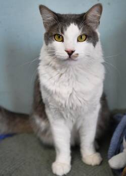 Dutton -  Domestic Medium Hair Cat for Adoption in Saint James City, Florida - Dutton | PetCurious
