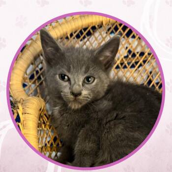 Arsenal -  Domestic Short Hair Cat for Adoption in Toms River, New Jersey - Arsenal | PetCurious