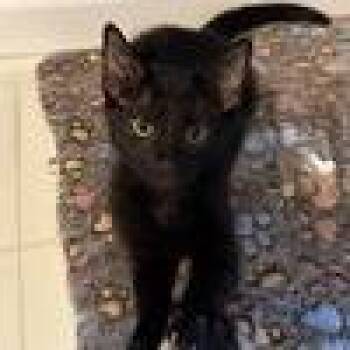 Raymond -  Bombay Cat for Adoption in Georgetown, Kentucky - Raymond | PetCurious