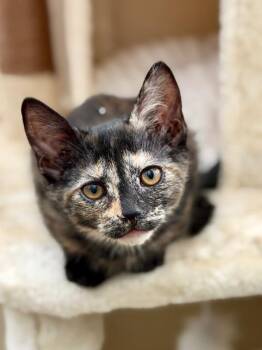 Lilly - Hannah Montana Litter -  Tortoiseshell Cat for Adoption in Anthem, Arizona - Lilly - Hannah Montana Litter | PetCurious
