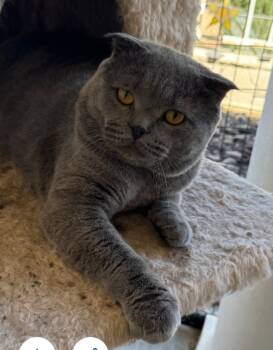 Rescue Scottish Fold Cats for Adoption in San Jacinto, California - Tima | PetCurious