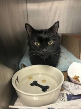 Rescue Domestic Short Hair Cats for Adoption in West Chester, Pennsylvania - Mash | PetCurious