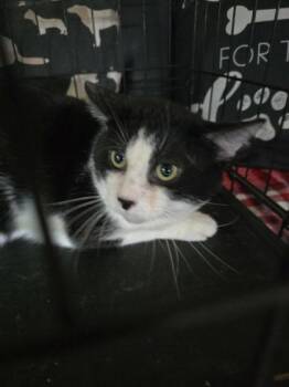 Domestic Short Hair Cats Available for Adoption in Sullivan, Indiana - Elmer | PetCurious