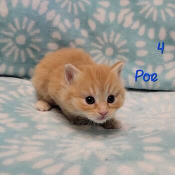 Poe -  Domestic Medium Hair Cat for Adoption in Parkersburg, West Virginia - Poe | PetCurious