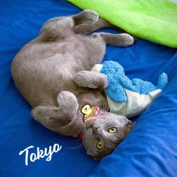 Tokyo #purrfect-sushi-roll -  Russian Blue and Domestic Short Hair Cat for Adoption in Houston, Texas - Tokyo #purrfect-sushi-roll | PetCurious
