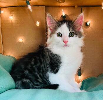 Domestic Medium Hair Cats Available for Adoption in Muskego, Wisconsin - Port - Playful Kitten Fun | PetCurious