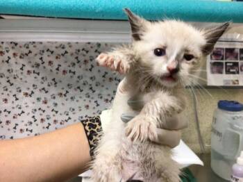 THANKSGIVING -  Domestic Short Hair Cat for Adoption in Riverside, California - THANKSGIVING | PetCurious