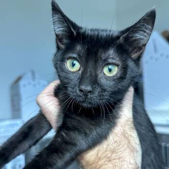 Boo Boo -  Domestic Short Hair Cat for Adoption in Matteson, Illinois - Boo Boo | PetCurious