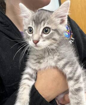 Aaron Purr -  Domestic Short Hair Cat for Adoption in Sioux City, Iowa - Aaron Purr | PetCurious