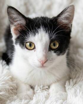 Simea -  Domestic Short Hair Cat for Adoption in Bedford, Indiana - Simea | PetCurious