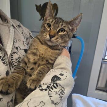 Rescue Domestic Short Hair Cats for Adoption in Warwick, Rhode Island - Rome | PetCurious