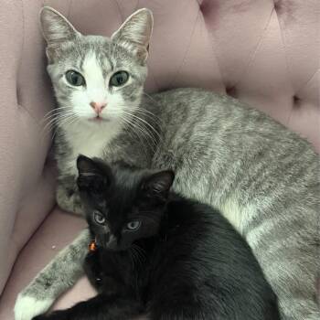 Sheriq -  Domestic Short Hair Cat for Adoption in Wheeling, Illinois - Sheriq | PetCurious