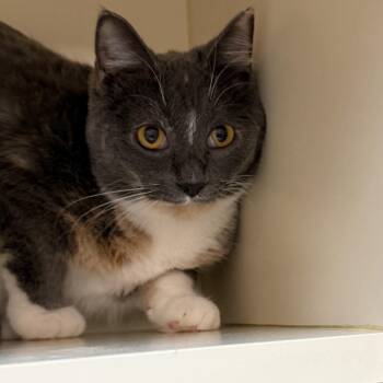 Domestic Short Hair Cats Available for Adoption in Elyria, Ohio - Milena | PetCurious
