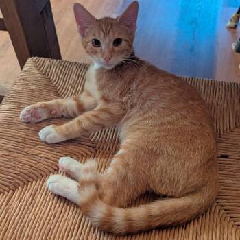 Porthos -  Domestic Short Hair Cat for Adoption in Hoyleton, Illinois - Porthos | PetCurious