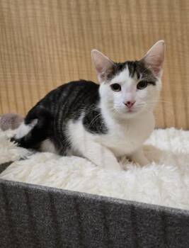 Rescue Domestic Short Hair Cats for Adoption in Warr Acres, Oklahoma - Rexii | PetCurious