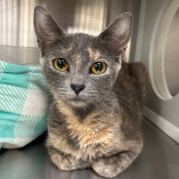 Rescue Domestic Short Hair Cats for Adoption in Corpus Christi, Texas - Sonora | PetCurious