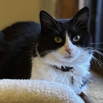Sylvie -  Domestic Medium Hair Cat for Adoption in Santa Fe, New Mexico - Sylvie | PetCurious
