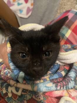 Rumble -  Domestic Short Hair Cat for Adoption in Walled Lake, Michigan - Rumble | PetCurious